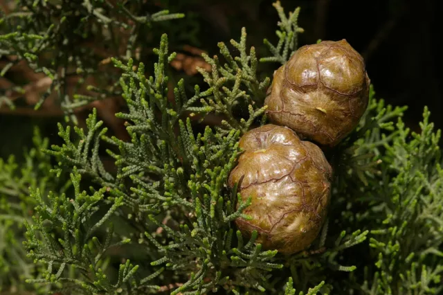 CUPRESSUS Sempervirens VAR Horizontalis (1 Plante A40-5x6, 5x15)