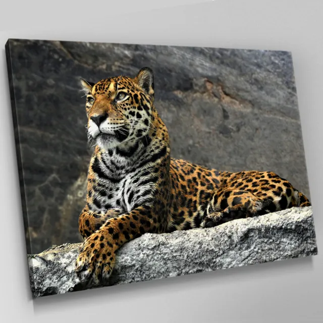 A362 Idle African Leopard Cliffside Canvas Wall Art Animal Picture Large Print