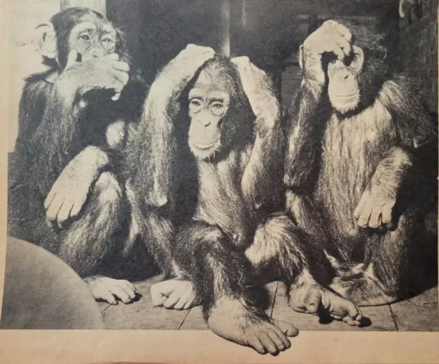 Chimpanzees London Zoo "Speak Hear See No Evil" Original 1950s Mag Photo 10.5x7"