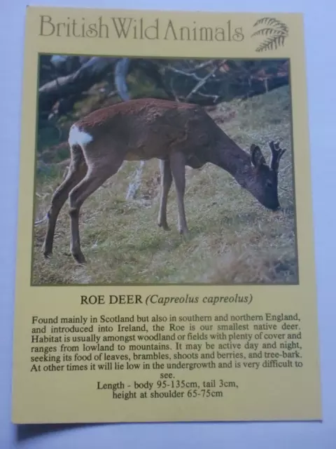 Roe Deer Capreolus British Wild Animals Vintage Information Postcard