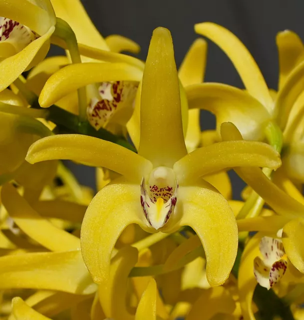 Orchid -Dendrobium Australian Goldrush 'Michelle'