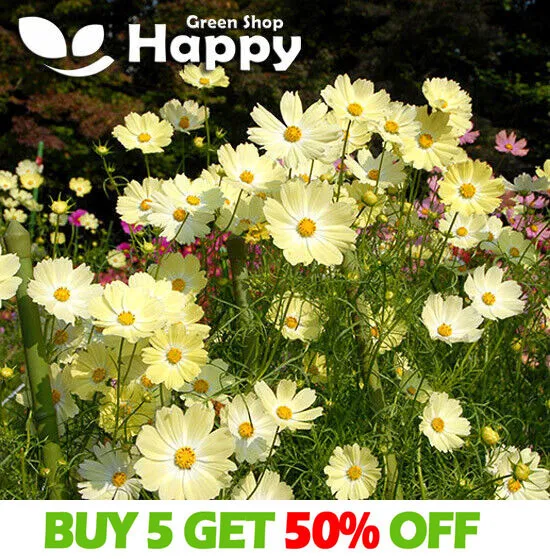 COSMOS SUNSET YELLOW - 50 seeds - Cosmos Bipinnatus - Meadow annual flower