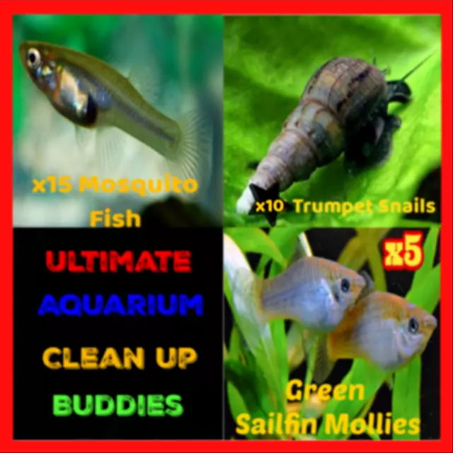 🦞🐚🐟LIVE TRUMPET Snails Freshwater Aquarium MOSQUITO Fish Mollies Feeder Food