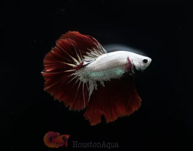 Red Dragon White Scale Halfmoon Male Betta Live Fish - High Quality Grade A+++