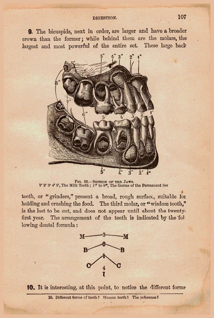 Antique Medical Print The Jaw 2 Sides Treatise On Physiology & Hygiene 1890