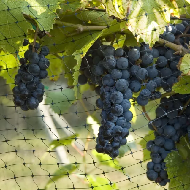 Schutznetz Vogelschutznetz Laubnetz Laubschutznetz Teichnetz Gartennetz 4 Größen