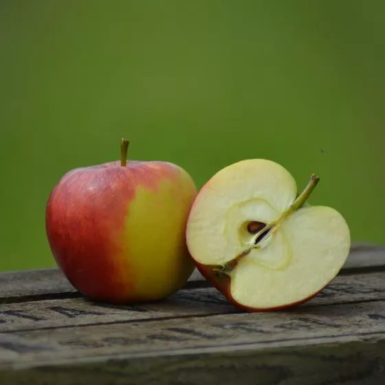 Elstar Äpfel aus dem Alten Land, Klasse I, 2,2 - 8 kg
