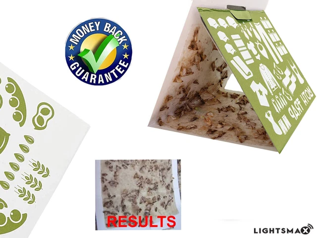 Lightsmax Pantry Moth Trap Pack Of 5 2