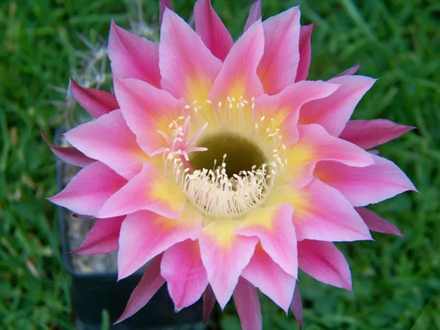 Echinopsis Echinopsishybride  " Goldrosé "  blühfreudig  2cm x 2cm