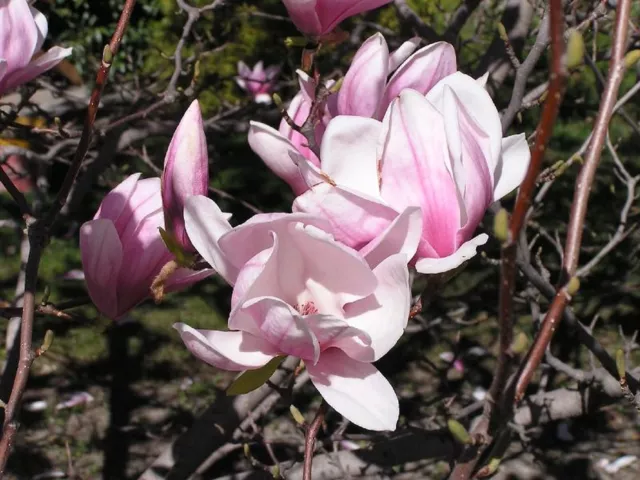 Magnolia Soulangeana