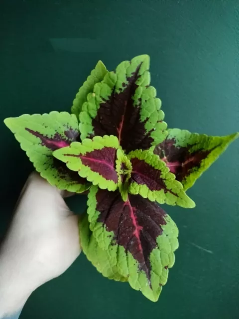 Coleus Wizard Houseplant