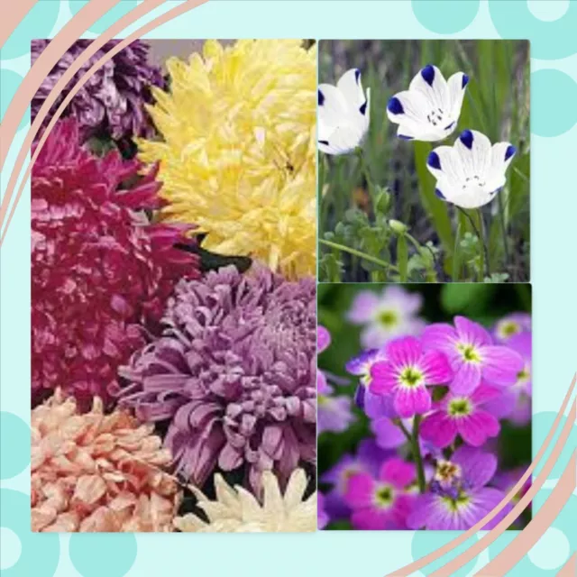 Sow and Grow Memorial Flower seed mix - Eternal Memories - Sow Now - 10g