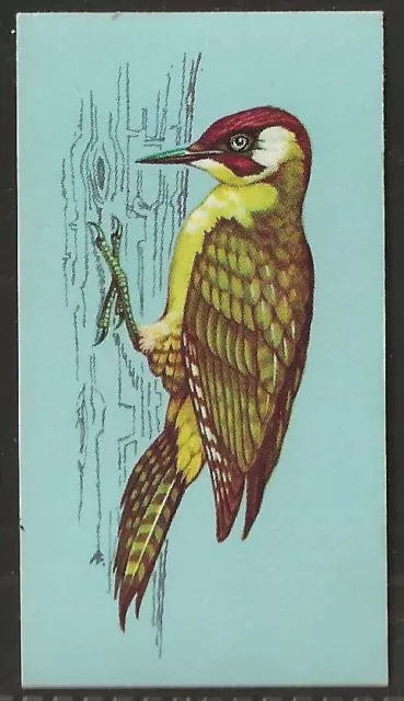 Tetley (Tea)-British Birds 1970-#23- Green Woodpecker (Male)