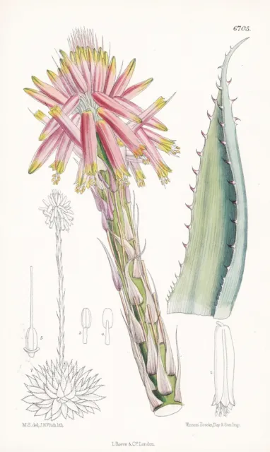 Aloe pratensis South Africa Blume Botanik flower botany Lithographie Curtis 6705