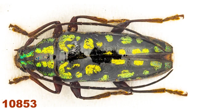 Cerambycidae: Tmesisternus sp.  A1, 17 mm, 1 pc