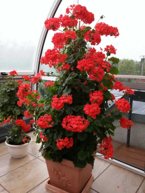 Kletter Geranie Rot Pelargonie zonale wird 1,5 m hoch! kräftige Jungpflanzen