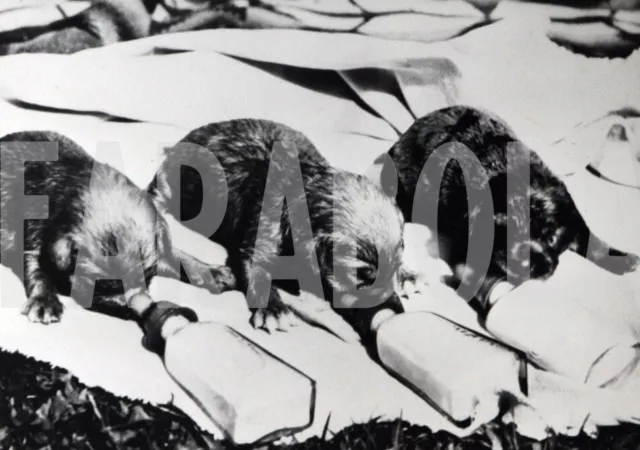 Photo de presse vintage Animaux, 3 Chiots Sans Maman, 1948, tirage 19 X 13 CM