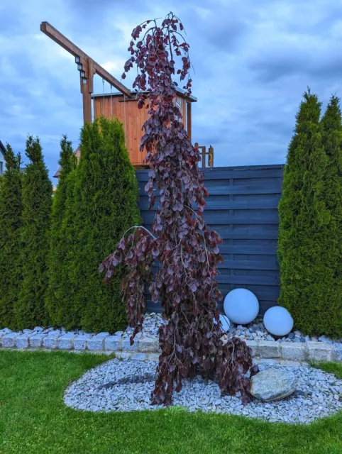 Fagus sylvatica "Purple Fountain" 80-90cm, Trauerblutbuche, rote Hängebuche