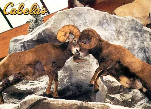 Postcard Cabela's Outdoor Store, Dundee, Michigan - Bighorn Sheep