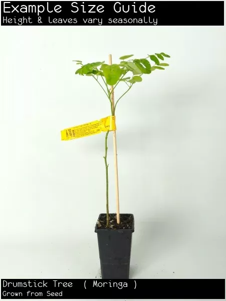 Drumstick Tree  ( Moringa ) (Moringa oleifera) Fruit Tree Plant