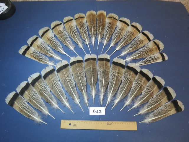 28 pcs Exotic Turkey Tail Feathers, Fly tying,Saltwater fish,Hybrid Turkey (643) 28 pcs Exotic Turkey Tail Feathers, Fly tying,Saltwater fish,Hybrid Turkey (643)