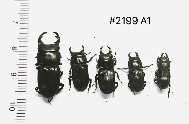 LUCANIDAE COLEOPTERA BEETLES dynastes Lucanus Dorcus aegus laevicollis