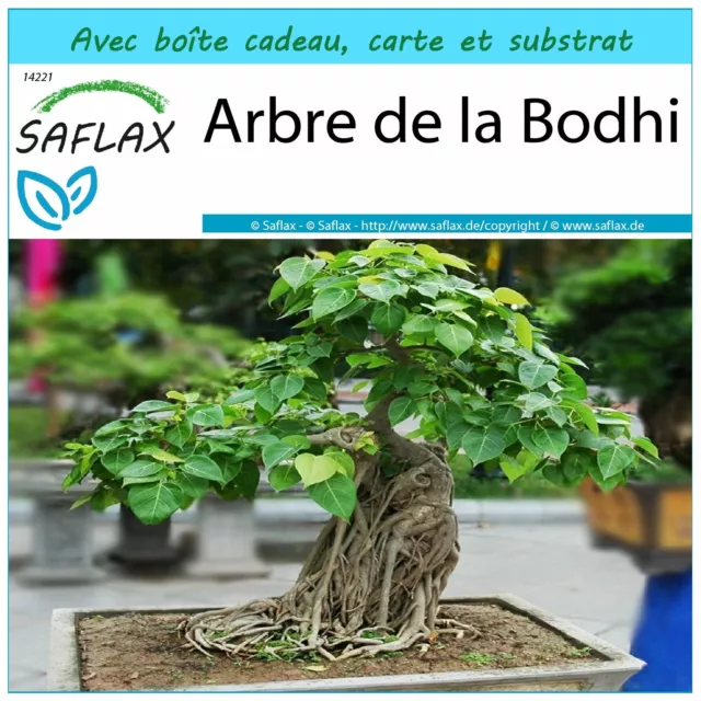 SAFLAX Kit cadeau - Arbre de la Bodhi - 100 graines - Ficus