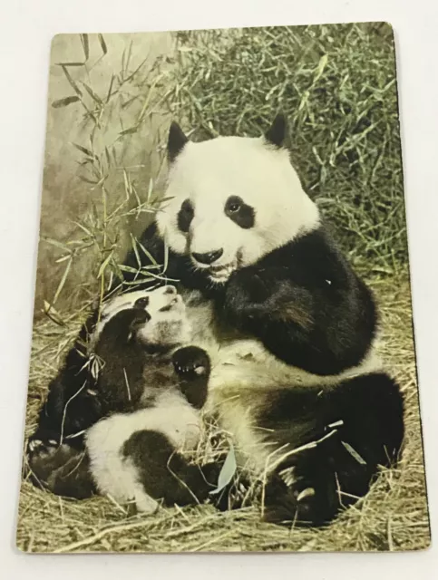 Vintage Post Card Giant Panda Peking Zoo China PC107