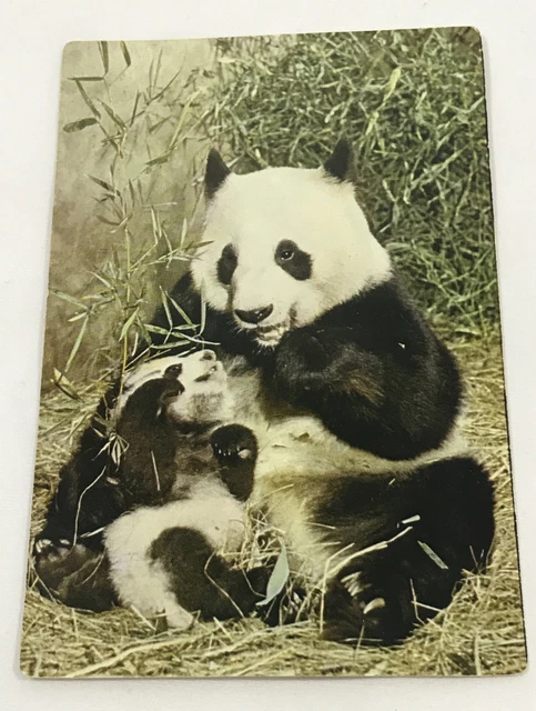 Vintage Post Card Giant Panda Peking Zoo China PC107