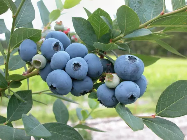 Amerikanische Heidelbeere 15 Samen (Blueberry)