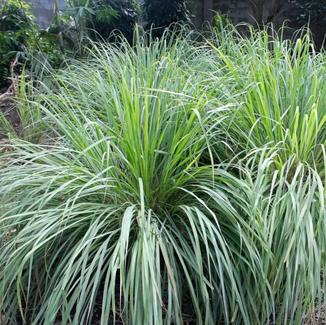 Cymbopogon Lemon Grass Aromatic, Fragrant Ornamental & Culinary Herb 25+ seeds