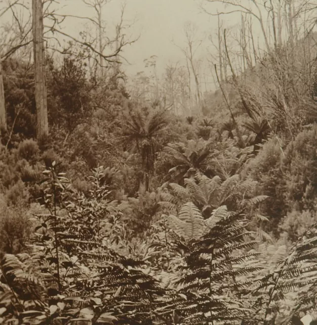 Square Top Keystone Stereoview of Fern Trees in Apollo Bay, Australia K600 #1030