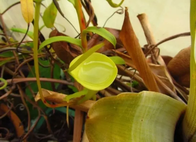 Nepenthes inermis 🌱⚡ 10 Fresh seeds 🌱⚡ Very Rare pitchers plants 2