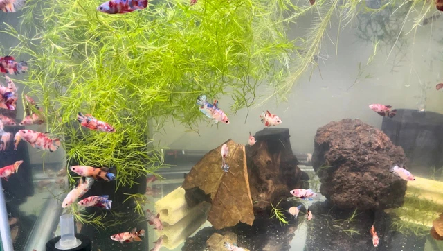 5 Fancy Female Koi Sorority HMPLK Betta Fish FS1020