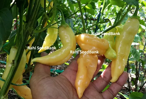 Sugar Rush Peach - Rare Peach Coloured Sweet Chilli Variety from Peru - 10 Seeds