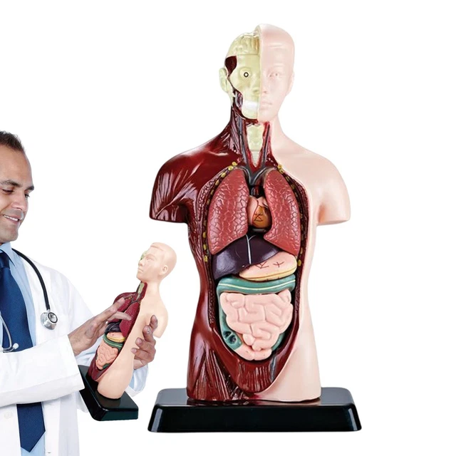 MEDICAL ANATOMICAL HUMAN Body Model Anatomy Internal Organ Teaching ...