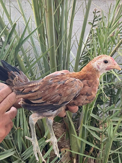 Hennie Hatch Hatching Eggs Chicken