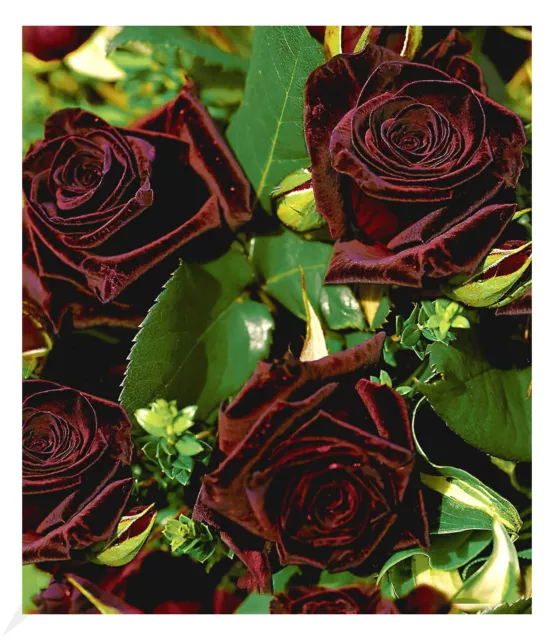 Edelrosen 'Black Baccara®', 1 Pflanze