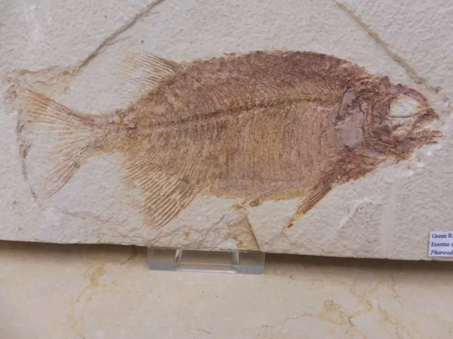 Fossile Poisson Phareodus Encaustus (18.5 CM) - USA - Eocene Période 3