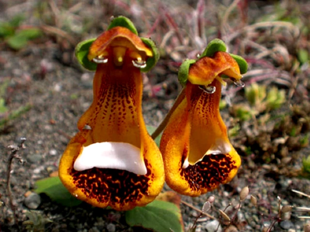 6 Semi Di Etoile Australienne (Tristellateia Australasiae) &ndash; Rari Da Collezione