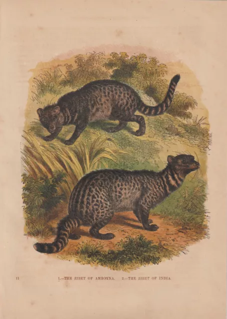 Indische Zibetkatze  kolorierter HOLZLSTICH von 1866