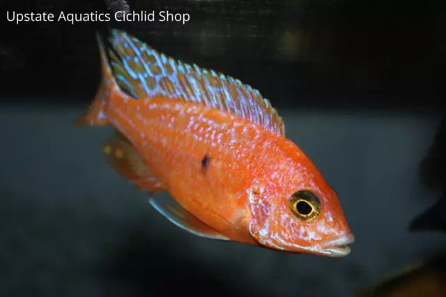 African Cichlids - Dragonblood Peacock Breeding Pair - Free Shipping- 2"+ Inches
