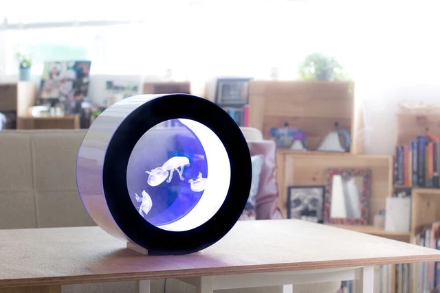 Round Desktop Jellyfish Aquarium Tank Kit for Real Live Jellyfish Fish Tank