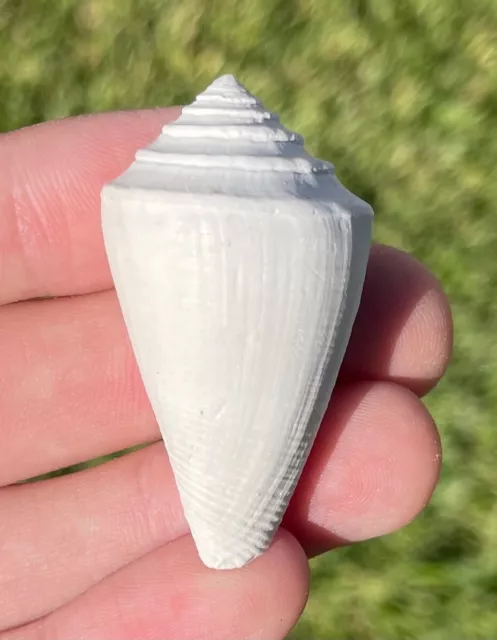 Florida Fossil Gastropod Contraconus scotti Pliocene Age Shell