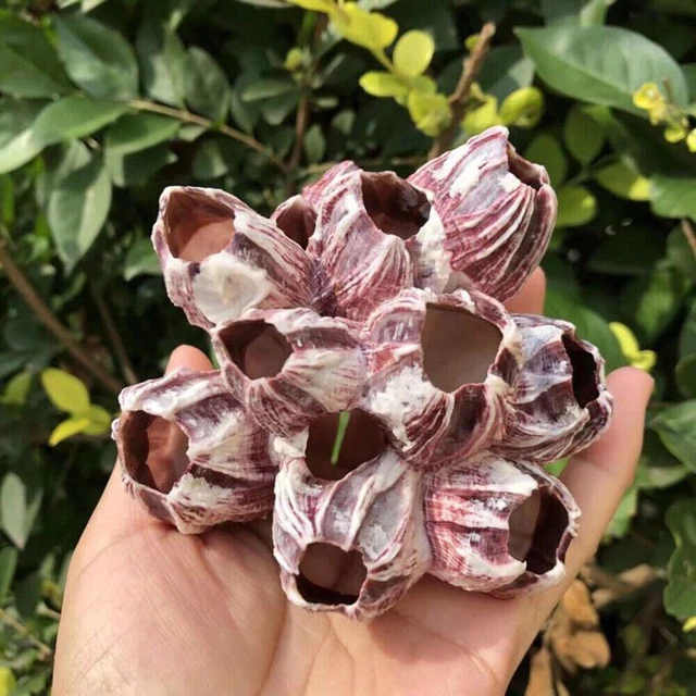 Natural Barnacle Coral Fish Tank Aquarium Pond Shrimp Shelter Home Decor Home