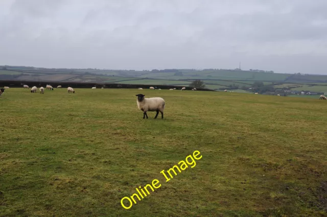Photo 6x4 Mid Devon : Sheep Grazing Loxbeare Sheep grazing in a field nea c2013