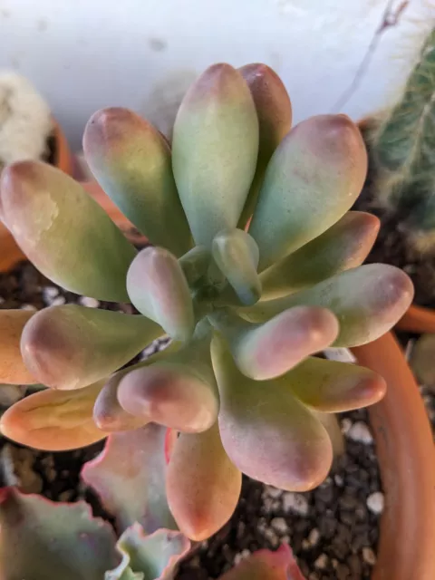 🏜 PACHYPHYTUM LONGIFOLIUM x1 FEUILLE A BOUTURER -TRES RARE  🌵