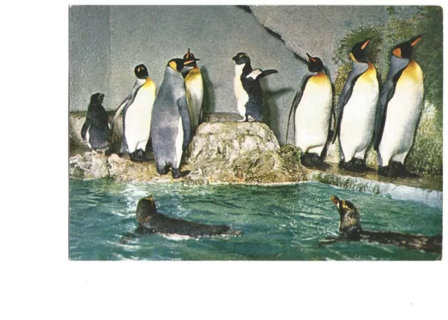 Postcard Penguins Birdland Zoo Gardens Bourton on the Water