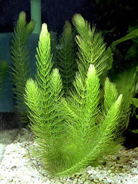 Piante acquatiche acquario: Anubias, Ceratophyllum, lymnophila sessiflora, ecc