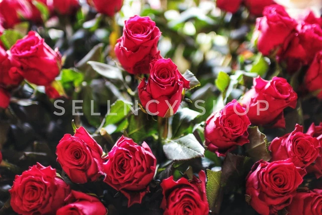 Romantic Elegance Intimate Fill Frame Photography Red Roses - Digital Image Pic